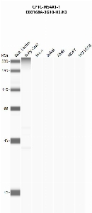 Click to enlarge image Automated western blot using CPTC-MS4A1-1 as primary antibody against buffy coat (lane 2), HeLa (lane 3), Jurkat (lane 4), A549 (lane 5), MCF7 (lane 6), and NCI-H226 (lane 7) whole cell lysates.  Expected molecular weight - 33.1 kDa and 14.6 kDa.  Molecular weight standards are also included (lane 1). Buffy coat is positive. All of the other cell lines are negative.