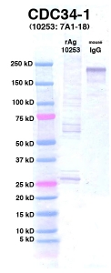 Click to enlarge image Western Blot using CPTC-CDC34-1 as primary Ab against Ag 10253 (lane 2). Also included are molecular wt. standards (lane 1) and mouse IgG control (lane 3).