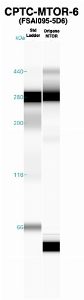 Click to enlarge image Western Blot using CPTC-MTOR-6 as primary Ab against recombinant MTOR (lane 2). Also included are molecular wt. standards (lane 1).