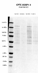 Click to enlarge image Western blot using CPTC-ASAP1-1 as primary antibody against cell lysates of OVCAR-3, OVCAR-4, OVCAR-8 and SK-OV-3. Molecular weight standards are also included. ASAP1 expected MW is 125 KDa.