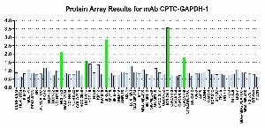 Click to enlarge image Protein Array in which CPTC-GAPDH-1 is screened against the NCI60 cell line panel for expression. Data is normalized to a mean signal of 1.0 and standard deviation of 0.5. Color conveys over-expression level (green), basal level (blue), under-expression level (red).