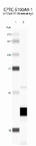 Click to enlarge image Automated Western Blot with recombinant S100A9 protein. Lane 1: molecular weight standards; Lane 2: recombinant S100A9 Expected MW is 13 Kda (runs as a dimer)