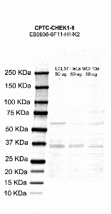 Click to enlarge image Western Blot using CPTC-CHEK1-6 as primary antibody against cell lysates LCL57 (lane 2), HeLa (lane 3) and MCF10A (lane 4). Also included are molecular weight standards (lane 1)