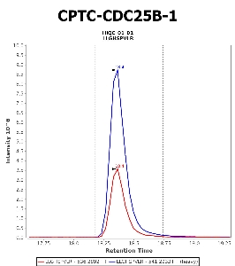 Click to enlarge image Immuno-MRM chromatogram of CPTC-CDC25B-1 antibody (see CPTAC assay portal for details: https://assays.cancer.gov/CPTAC-5903)
Data provided by the Paulovich Lab, Fred Hutch (https://research.fredhutch.org/paulovich/en.html). Data shown were obtained from cell lysate.