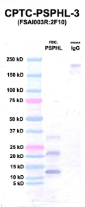 Click to enlarge image Western Blot using CPTC-PSPHL-3 as primary Ab against PSPHL (Ag 00002) (lane 2). Also included are molecular wt. standards (lane 1) and mouse IgG control (lane 3).