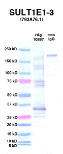 Click to enlarge image Western Blot using CPTC-SULT1E1-3 as primary Ab against Ag 10897 (lane 2). Also included are molecular wt. standards (lane 1) and mouse IgG control (lane 3).