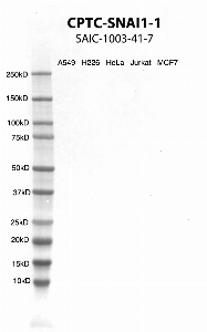 点击放大图像，使用CPTC-SNAI1-1作为抗细胞裂解物A549、H226、HeLa、Jurkat和MCF7的主要抗体的Western Blot。预计MW为29.1 KDa。所有细胞裂解呈阴性。还包括分子量标准（车道1）。