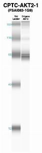 Click to enlarge image Western Blot using CPTC-AKT2-1 as primary Ab against recombinant AKT2 (lane 2). Also included are molecular wt. standards (lane 1).