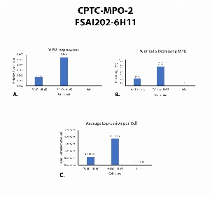 Click to enlarge image Single cell western blot using CPTC-MPO-2 as a primary antibody against HeLa and HL-60 cell lysates.  Relative expression of total MPO (A).  Percentage of cells that express MPO (B).  Average expression of MPO protein per cell (C).  All data is normalized to &beta;-tubulin expression.
