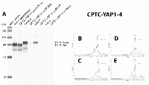 Click to enlarge image Immunoprecipitation using CPTC-YAP1-4 as capture antibody against rec YAP1 protein and to probe whole cell lysates of SF-268, EKVX and HeLa. Eluates were tested in Simple Western, using CPTC-YAP1-1 as primary antibody (Panel A). The antibody is able to precipitate recombinant YAP1 and target protein in all tested cell lysates, as also evident in the comparison between input material (blue line) and eluate (green line) profiles in panels B, C, D, E, respectively for rec. YAP1, SF-268, EKVX and HeLa.