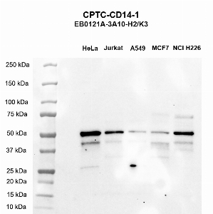 Click to enlarge image Western blot using CPTC-CD14-1 as primary antibody against HeLa (lane 2), Jurkat (lane 3), A549 (lane 4), MCF7 (lane 5), and H226 (lane 6) whole cell lysates.  Expected molecular weight - 40.1.  All cell lines are presumed positive. Molecular weight standards are also included (lane 1).