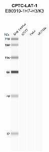 Click to enlarge image Western Blot using CPTC-LAT-1 as primary antibody against cell lysates LCL57 (lane 2), HeLa (lane 3) and MCF10A (lane 4). Also included are molecular weight standards (lane 1).