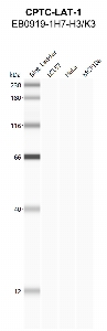 点击放大图像使用CPTC-LAT-1作为针对细胞裂解物LCL57（泳道2）、HeLa（泳道3）和MCF10A（泳道4）的第一抗体的蛋白质印迹。还包括分子量标准（车道1）。