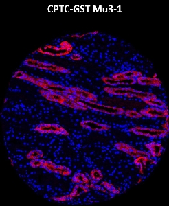 Click to enlarge image Imaging mass cytometry on normal kidney tissue core using CPTC-GSTMu3-1 metal-labeled antibody.  Data shows an overlay of the target protein signal (red) and DNA (blue). Dilution: 1:100 of 0.5mg/mL stock. Signal was also obtained in other normal tissues (testis, prostate, liver, colon, endometrium, appendix, pancreas, bone marrow, breast, kidney, lung, and placenta) and cancer tissues (breast, colon, prostate, lung, and ovarian).
