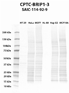 Click to enlarge image Western blot using CPTC-BRIP1-3 as primary antibody against HT-29 (lane 2), HeLa (lane 3), MCF7 (lane 4), HL-60 (lane 5), Hep G2 (lane 6), and MCF7 (lane 7) whole cell lysates.  Expected molecular weight - 141 kDa and 112 kDa.  Molecular weight standards are also included (lane 1).