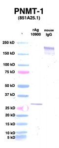 Click to enlarge image Western Blot using CPTC-PNMT-1 as primary Ab against PNMT (rAg 10900) in lane 2. Also included are molecular wt. standards (lane 1) and mouse IgG control (lane 3).