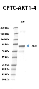 Click to enlarge image Western blot using CPTC-AKT1-4 as primary antibody against recombinant AKT1. The antibody can recognize the target.
