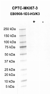 Click to enlarge image Western blot using CPTC-MKI67-3 as primary antibody against LCL57 cell lysate.  Cell lysate was irradiated with 10 Gy as shown in the ‘+’ indicated lane.  Non-irradiated cell lysate was treated with alkaline phosphatase enzyme as shown in ‘-‘ indicated lane. Molecular weight standards are also included.