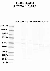 Click to enlarge image Western blot using CPTC-ITGAX-1 as primary antibody against PBMC (lane 2), HeLa (lane 3), Jurkat (lane 4), A549 (lane 5), MCF7 (lane 6), and NCI-H226 (lane 7) whole cell lysates.  Expected molecular weight - 127.8 kDa.  Molecular weight standards are also included (lane 1).