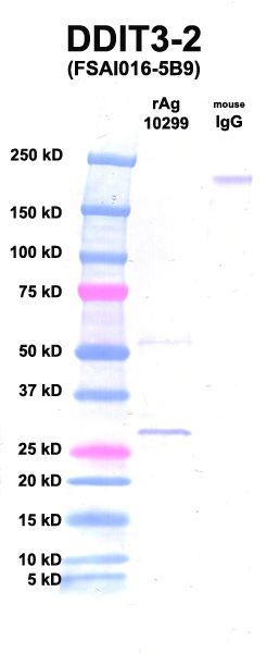 Click to enlarge image Western Blot using CPTC-DDIT3-2 as primary Ab against Ag 10299 (lane 2). Also included are molecular wt. standards (lane 1) and mouse IgG control (lane 3).