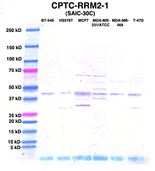 Click to enlarge image Western Blot using CPTC-RRM2-1 as primary Ab against lysates from six breast cancer cell lines from the NCI60 cell line collection (lanes 2-7). Also included are molecular wt. standards (lane 1).
