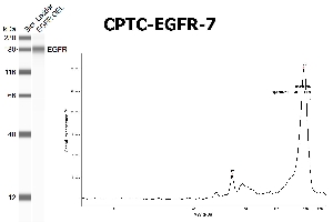 Click to enlarge image SW using CPTC-EGFR-7 as primary antibody against the over-expressed lysate of EGFR. The antibody is able to recognize the recombinant protein.