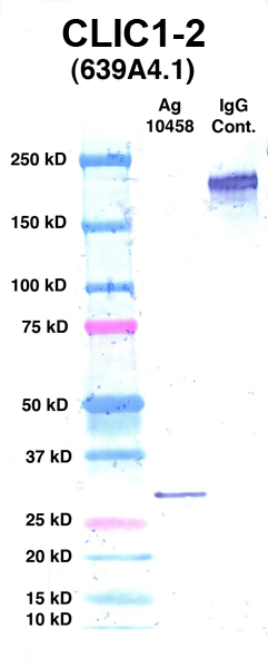 Click to enlarge image Western Blot using CPTC-CLIC1-2 as primary Ab against Ag 10458 (lane 2). Also included are molecular wt. standards (lane 1) and mouse IgG control (lane 3).