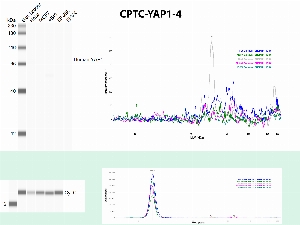 Click to enlarge image Automated WB using CPTC-YAP1-3 as primary antibody against the whole cell lysates of HeLa, MCF7, A549, SF-268 and EKVX. The antibody was not able to detect the target protein in the tested lysates. The same cell lines were also tested with an anti-Cytochrome C antibodies, and they all express the protein.