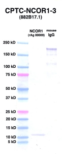 Click to enlarge image Western Blot using CPTC-NCOR1-3 as primary Ab against NCOR1 (rAg 00009) (lane 2). Also included are molecular wt. standards (lane 1) and mouse IgG control (lane 3). 