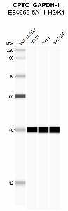 Click to enlarge image Automated western Blot using CPTC-GAPDH-1 as primary antibody against cell lysates LCL57 (lane 2), HeLa (lane 3) and MCF10A (lane 4). Also included are molecular weight standards (lane 1)