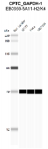 点击放大图像，使用CPTC-GAPDH-1作为细胞裂解物LCL57（第2道）、HeLa（第3道）和MCF10A（第4道）的主要抗体的自动western Blot。还包括分子量标准（车道1）