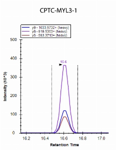 Click to enlarge image iMRM data obtained using antibody CPTC-MYL3-1 to immuno-precipitate peptide ALGQNPTQAEVLR (CPTC-MYL3 Peptide 1)

Data provided by the Carr Lab, Broad Institute
https://www.broadinstitute.org/proteomics/protocols