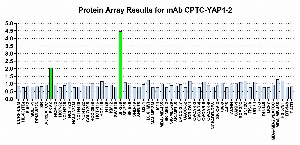 Click to enlarge image Protein Array in which CPTC-YAP1-2 is screened against the NCI60 cell line panel for expression. Data is normalized to a mean signal of 1.0 and standard deviation of 0.5. Color conveys over-expression level (green), basal level (blue), under-expression level (red).