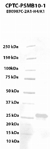 Click to enlarge image Western blot using CPTC-PSMB10-1 as primary antibody against human PSMB10 (40-273, His-tag) recombinant protein (lane 2).  Expected molecular weight - 26.9 kDa.  Molecular weight standards are also included (lane 1).