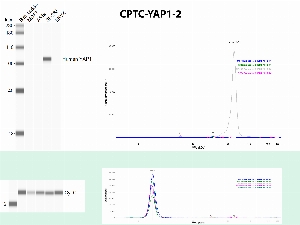 Click to enlarge image Automated WB using CPTC-YAP1-2 as primary antibody against the whole cell lysates of HeLa, MCF7, A549, SF-268 and EKVX. The antibody was able to detect the target protein in SF-268. The same cell lines were also tested with an anti-Cytochrome C antibodies, and they all express the protein.