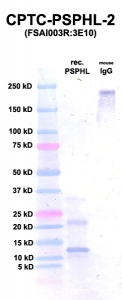 Click to enlarge image Western Blot using CPTC-PSPHL-2 as primary Ab against PSPHL (Ag 00002) (lane 2). Also included are molecular wt. standards (lane 1) and mouse IgG control (lane 3).