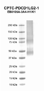 Click to enlarge image Western blot using CPTC-PDCD1LG2-1 as primary antibody against human programmed cell death 1 ligand 2 (PDCD1LG2) recombinant protein (lane 2). Expected molecular weight - 30.8 kDa. Molecular weight standards are also included (lane 1).