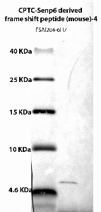 Click to enlarge image Western Blot using CPTC-Senp6 derived frame shift peptide (mouse)-4 as primary Ab against CPTC-Senp6 derived frame shift peptide (mouse)-1 (NCI ID 00285)  (lane 2). Also included are molecular wt. standards (lane 1).
Analysis was carried out on a tricine gel.