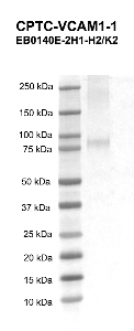 Click to enlarge image Western blot using CPTC-VCAM1-1 as primary antibody against human vascular cell adhesion molecule 1 (VCAM1), transcript variant 1 recombinant protein (lane 2). Expected molecular weight - 78.7 kDa.  Molecular weight standards are also included (lane 1).