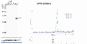 Click to enlarge image Automated western blot using CPTC-CTLA4-2 as primary antibody against whole lysates of cell lines CCRF-CEM, HeLa, Jurkat, K-562 and MCF7. Protein molecular weight is about 25 KDa, but the protein is glycosylated and runs at a higher molecular weight. The antibody recognizes CTLA4 in MCF7 lysate. Loading controls were run with anti-GAPDH antibody.