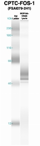 Click to enlarge image Western Blot using CPTC-FOS-1 as primary Ab against MCF10A-KRAS cell lysate (lane 2). Also included are molecular wt. standards (lane 1).