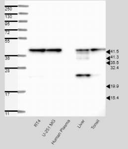 Click to enlarge image Results provided by the Human Protein Atlas (www.proteinatlas.org). Single band corresponding to the predicted size in kDa (+/-20%). Analysis performed using a standard panel of samples. Antibody dilution: 1:250.