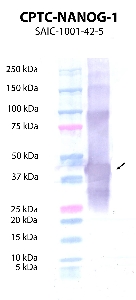 Click to enlarge image Western Blot using CPTC-NANOG-1 as primary antibody against recombinant NANOG protein  (lane 2) with expected MW of 37.3 KDa. Molecular weight standards are also included (lane 1).