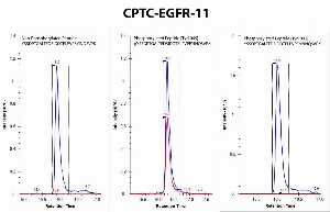Click to enlarge image Immuno-MRM chromatogram of CPTC-EGFR-11 antibody showing that the antibody is able to specifically pull down the phosphorylated peptide pYSSDPTGALTEDSIDDTFLPVPEYINQSVPK (Tyr1069, red signal in central panel), but not the correspondent non-phosprylated peptide YSSDPTGALTEDSIDDTFLPVPEYINQSVPK (no red signal in left panel) or the phosphorylated peptide YSSDPTGALTEDSIDDTFLPVPEpYINQSVPK (Tyr1092, no red signal in right panel). 
Data provided by the Paulovich Lab, Fred Hutch (https://research.fredhutch.org/paulovich/en.html). Data shown were obtained from synthetic peptides