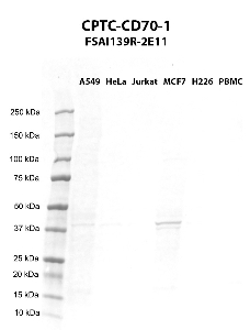 Click to enlarge image Western blot using CPTC-CD70-1 as primary antibody against A549 (lane 2), HeLa (lane 3), Jurkat (lane 4), MCF7 (lane 5), H226 (lane 6), and PBMC (lane 7) whole cell lysates.  Expected molecular weight - 21.1 kDa and 23.4 kDa.  Molecular weight standards are also included (lane 1). A549, HeLa and MCF7 are positive. All other cell lines are negative. Target protein is subject to glycosylation which can affect the migration in electrophoresis. This can make the target appear as a higher molecular weight protein.