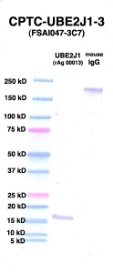Click to enlarge image Western Blot using CPTC-UBE2J1-3 as primary Ab against UBE2J1 (rAg 00013) (lane 2). Also included are molecular wt. standards (lane 1) and mouse IgG control (lane 3).