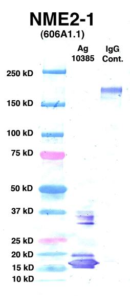 Click to enlarge image Western Blot Using CPTC-NME2-1 as primary Ab against Ag 10385(Lane 2). Also included are Molecular Weight markers (Lane 1) and mouse IgG positive control (Lane 3).