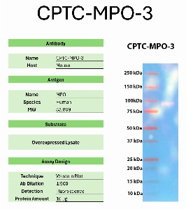 Click to enlarge image Western Blot of CPTC-MPO-3 against the over-expressed lysate of MPO. Expected MW is 83.9 KDa. The antibody detected the target protein.