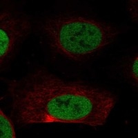 Click to enlarge image Results provided by the Human Protein Atlas (www.proteinatlas.org). The subcellular location is supported by literature. Immunofluorescent staining of human cell line U2OS shows localization to nucleoplasm. 	
Human assay: THP-1 fixed with PFA, dilution: 1:100
Human assay: U2OS fixed with PFA, dilution: 1:100