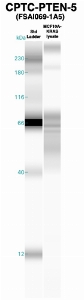 Click to enlarge image western Blot using CPTC-PTEN-5 as primary Ab against MCF10A-KRAS cell lysate (lane 2). Also included are molecular wt. standards (lane 1).